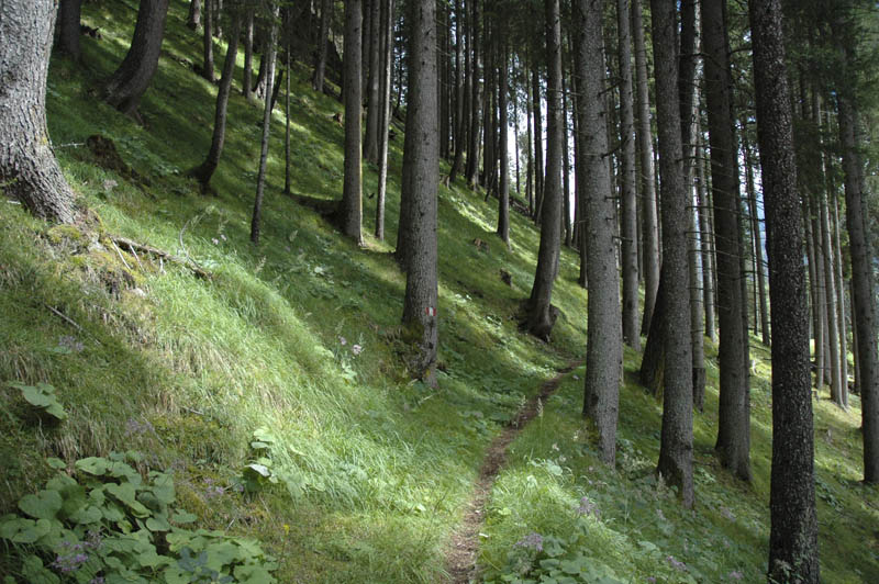 Der Beginn der Wanderung zum Allwartstein führt durch moosbedeckten Wald