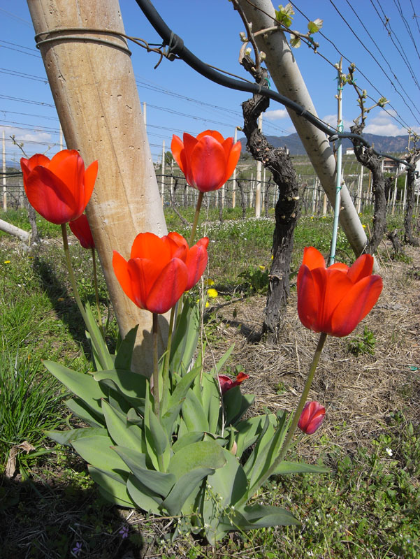Durch Weinberge im Weinbaugebiet Kaltern