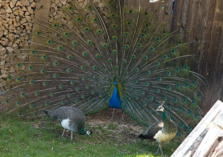 Pfau am Gummererhof