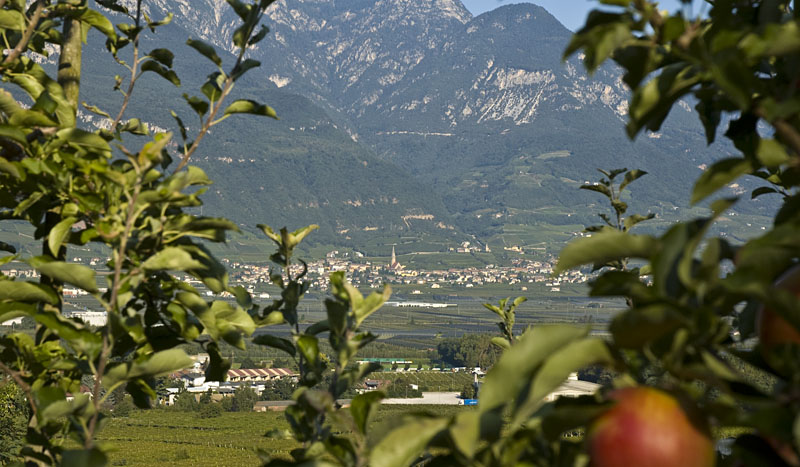 Apfelbäume im Südtiroler Unterland