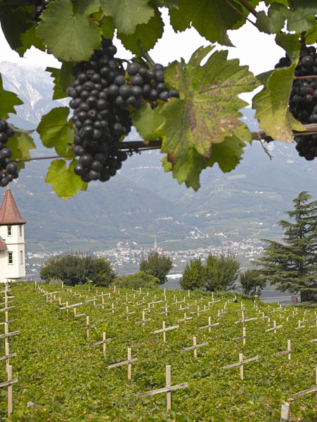Weinbau im Süden Südtirols