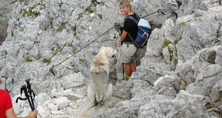 hund_koelner_huette Hund am Rosengarten über der Kölner Hütte