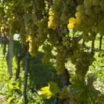Weinbaugebiet in Südtirols Süden