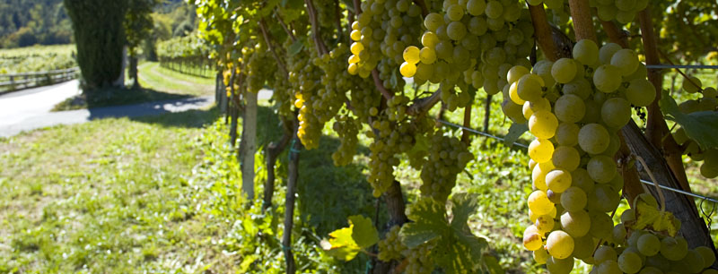 Weinbaugebiet in Südtirols Süden