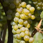 Weinbaugebiet in Südtirols Süden