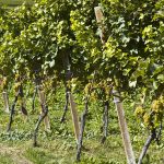 Eppan und Kaltern Weinbaugebiete in Südtirols Süden