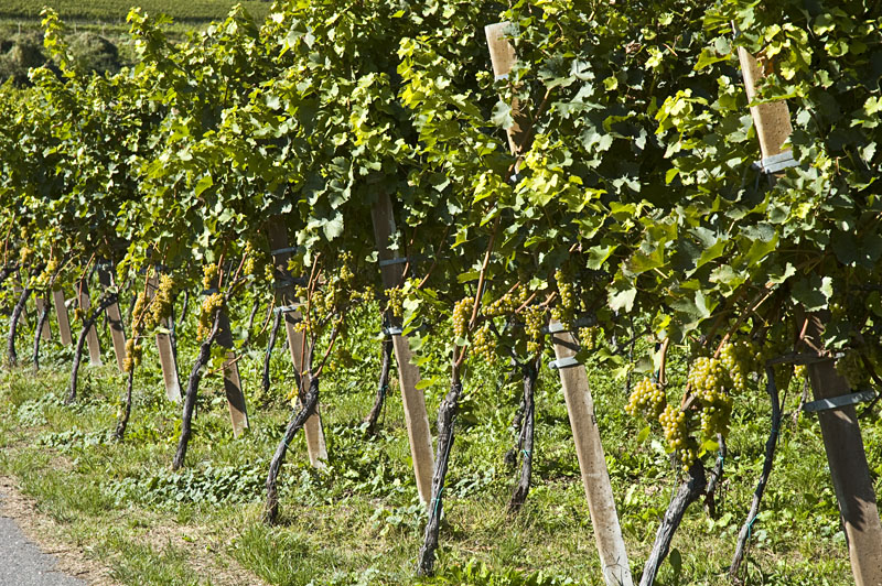 Eppan und Kaltern Weinbaugebiete in Südtirols Süden
