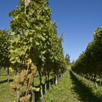 Eppan und Kaltern Weinbaugebiete in Südtirols Süden