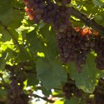 Kurz vor der Traubenlese in den Weinbaugebieten Eppan und Kaltern