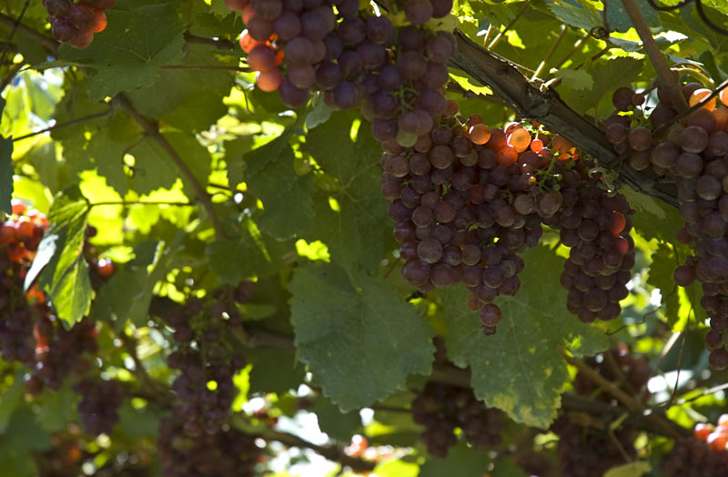 Kurz vor der Traubenlese in den Weinbaugebieten Eppan und Kaltern