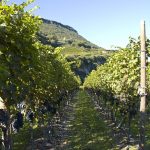 Eppan und Kaltern Weinbaugebiete in Südtirols Süden