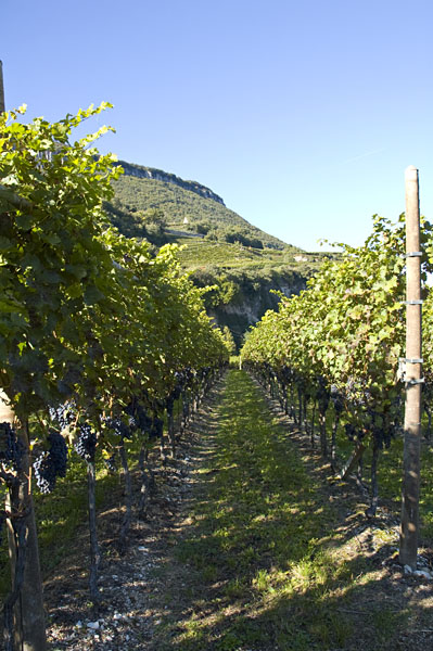 Eppan und Kaltern Weinbaugebiete in Südtirols Süden