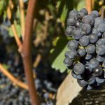 Eppan und Kaltern Weinbaugebiete in Südtirols Süden