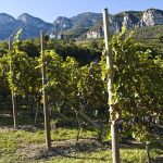Eppan und Kaltern Weinbaugebiete in Südtirols Süden