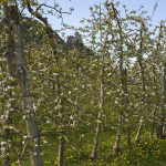 Apfelplantagen im Überetsch