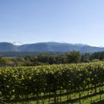 Weinbau in Südtirols Süden
