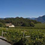 Weinbau in Südtirols Süden