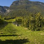 Weinbau und Apfelplantagen in Südtirols Süden