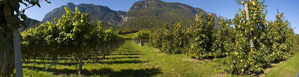 Weinbau und Apfelplantagen in Südtirols Süden