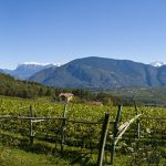 Weinreben mit dem Schlern im Hintergrund