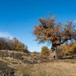 Castelfeder, Eiche, Eichen, Eichenbaum, Herbst, Quercus, autumn, autunno