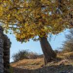 Castelfeder, Eiche, Eichen, Eichenbaum, Herbst, Quercus, autumn, autunno