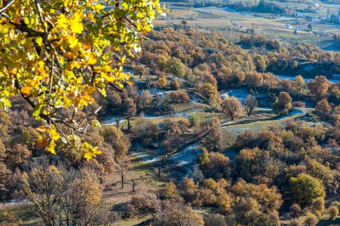 Die Landschaft rund um Castelfeder. Wiesen die von alleinstehenden urigen Eichen durchsetzt werden.
