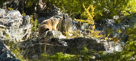 Die Murmeltiere im Schnalstal sind nicht mal scheu