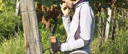 Hmm... welche Trauben werden das wohl sein? Ahhh... natürlich Gewürztraminer!