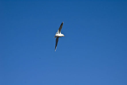 Möwe am Gardasee