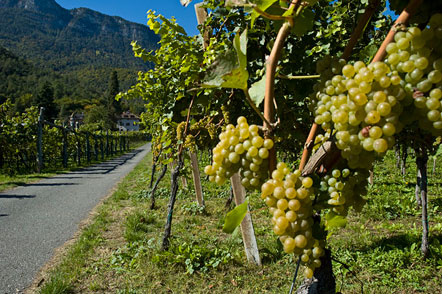 Trauben im Herbst in Eppan / Südtirol