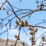 Frühjahr, Frühling, Kätzchenweide