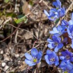 Frühjahr, Frühling, Hepatica nobilis, Leberblümchen, Syn. Anemone hepatica