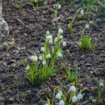 Frühjahr, Frühling, Frühlings-Knotenblumen, Großes Schneeglöckchen, Leucojum vernum, Märzbecher, Märzenbecher, Märzglöckchen