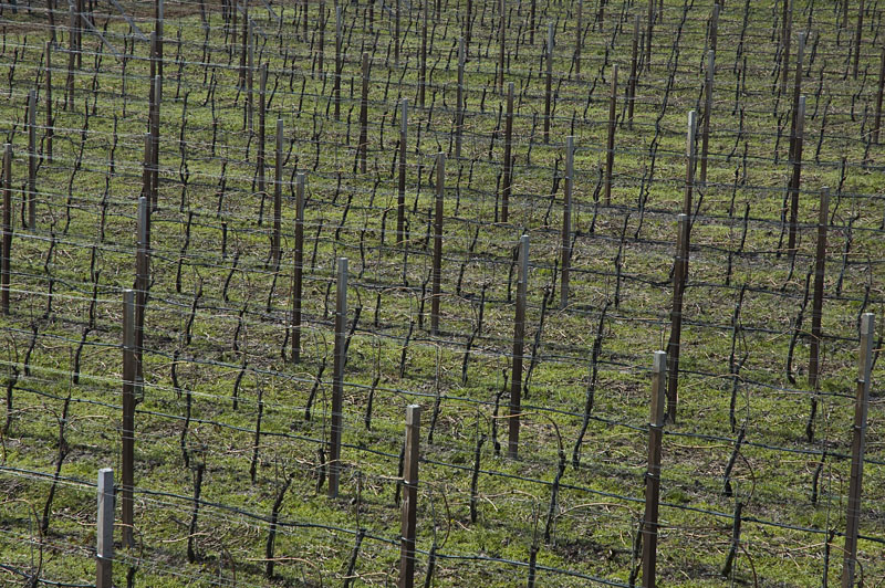 Weinbaugebiet Kaltern