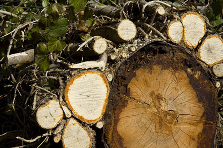 baum Der Winter hat seinen Triput auch im Frühlingstal gefordert