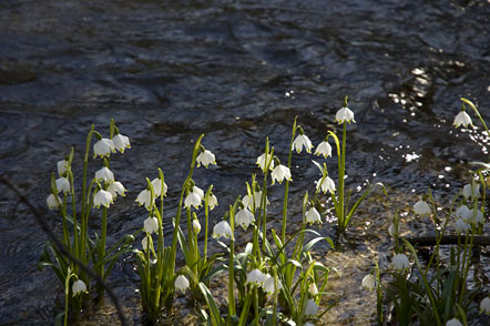 Schneeglöckchen im Frühlingstal zwischen dem Kalterer See und dem Montiggler See