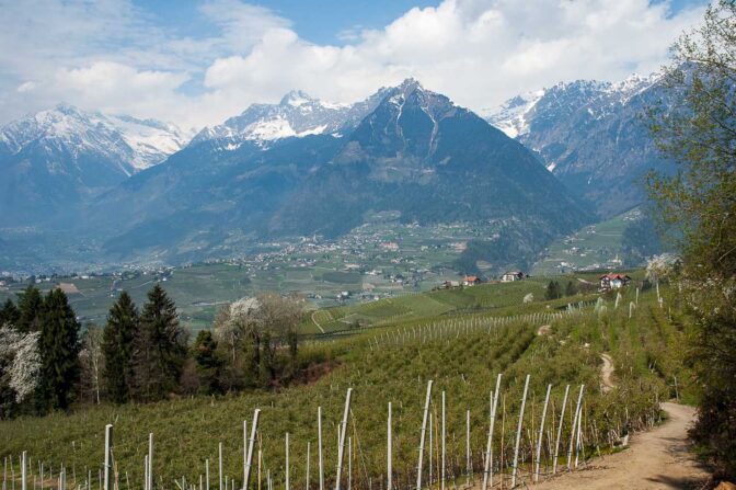 Blick auf Dorf Tirol und die Mutspitze