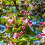 Apfelbaumblüte, Apfelblüte, apple blossom