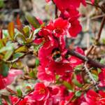 Blüte, Bombus, Hummel, Hummeln, Rot, blossom, fioritura