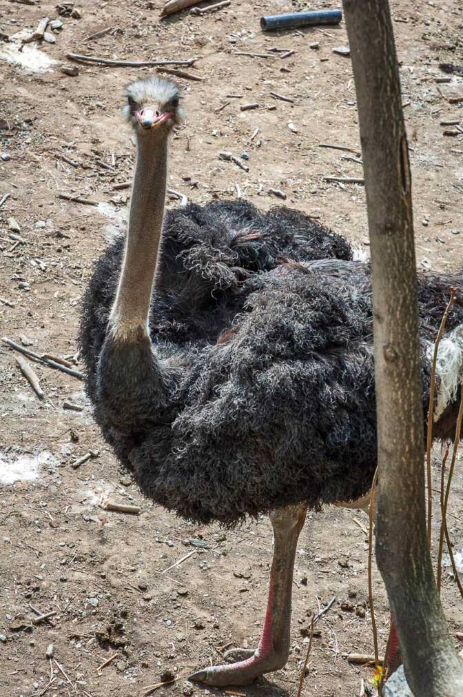 Ein Strauß schaut und neugierg an