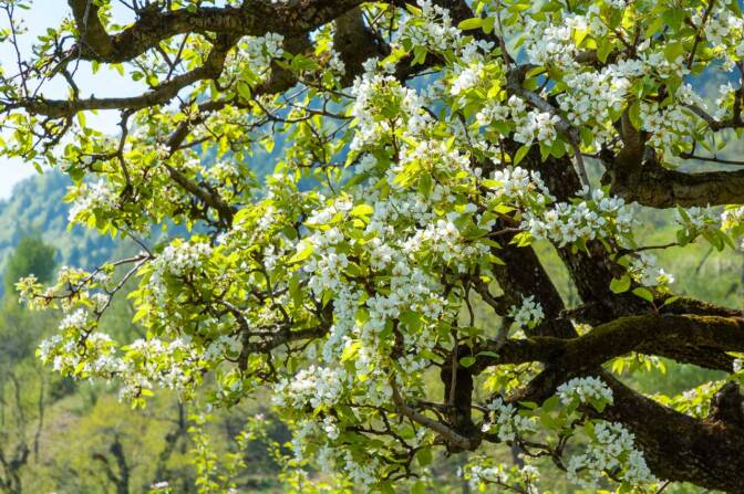Ab und zu trifft man auch auf einen Birnbaum inmitten der Apfelfelder