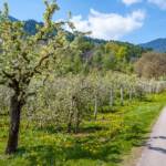 Frühjahr, Frühling, Tesimo, Tisens