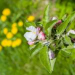 Apfelbaumblüte, Apfelblüte, apple blossom