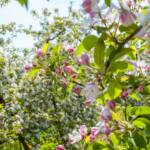 Apfelbaumblüte, Blüte, blossom, fioritura