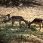 Dammwild, Fauna, Geweihträger, Hirsch, Hirsche, Rotwild, Tiere, cervidae, cervo, deer, hart