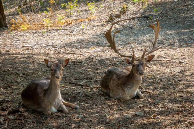Hirsche in einem Gehege unweit vom Golfclub Gutshof Brandis