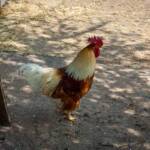 Gigger, Gockel, Hahn