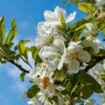 Apfelbaumblüte, Blüte, blossom, fioritura