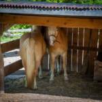 Haflinger, Pferd, Pferde, Ross, cavallo, equino, horse
